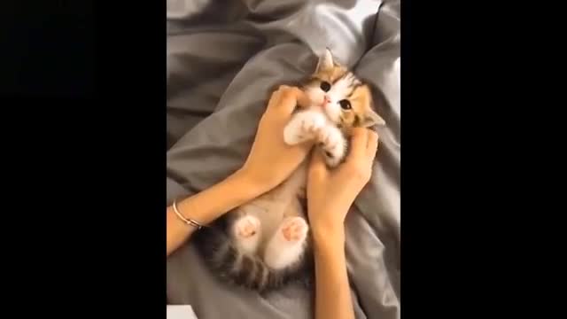 Pets Compilation #5💗