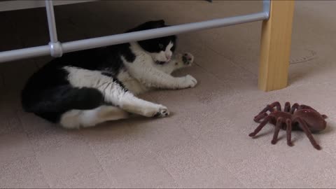 Funny Cat vs Spider