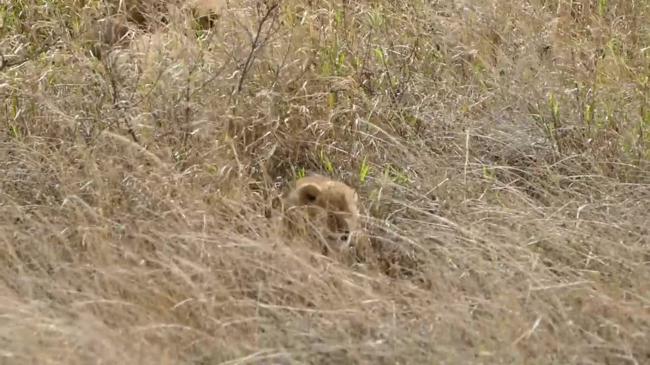 Cute lion puppies