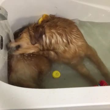 Golden Retriever disfruta de un divertido baño