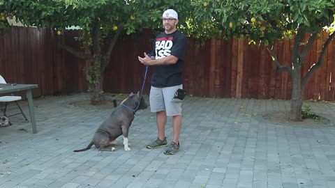 BASIC DOG OBEDIENCE TRAINING- SIT STAY AND DOWN