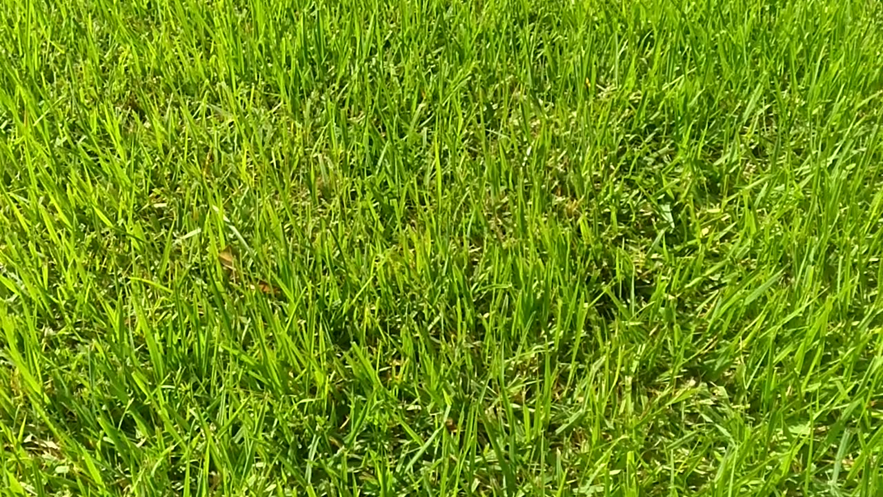 Identifying Zoysia Grass?