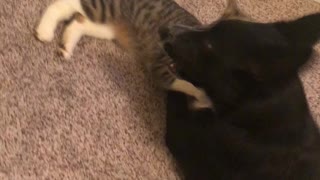 Tip and Love rough house