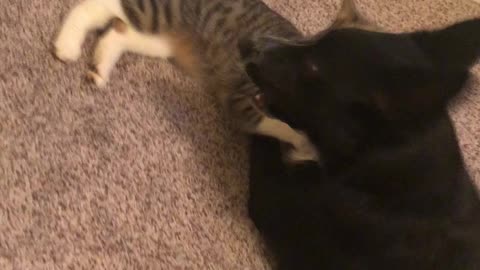 Tip and Love rough house