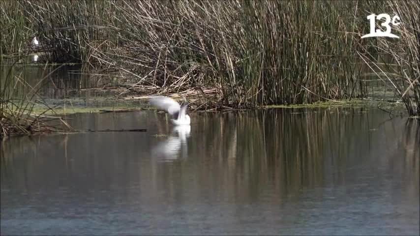 ruta 5 humedal campofauna