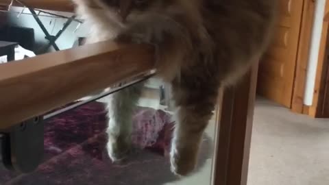 Fluffy Kitty Rests on a Banister