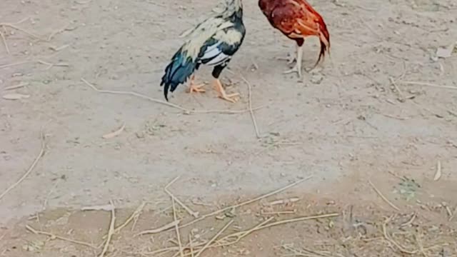 Chick fighting with chick #short #countery chick