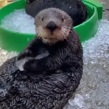 Beavers playing with ice