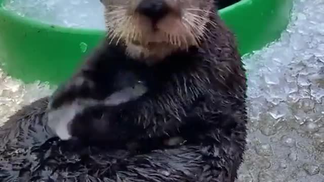 Beavers playing with ice