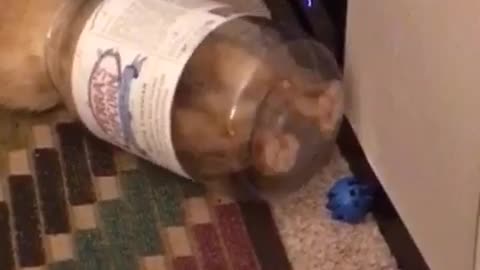 Orange cat with head and both front paws stuck inside of clear jar