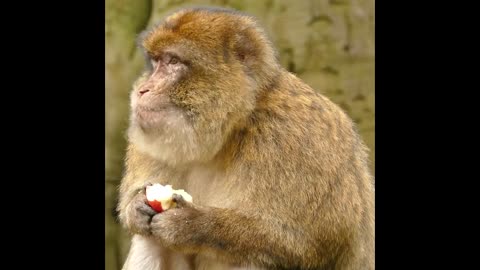 Monkey eating