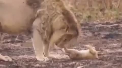 A lion caressing his little one, how cute