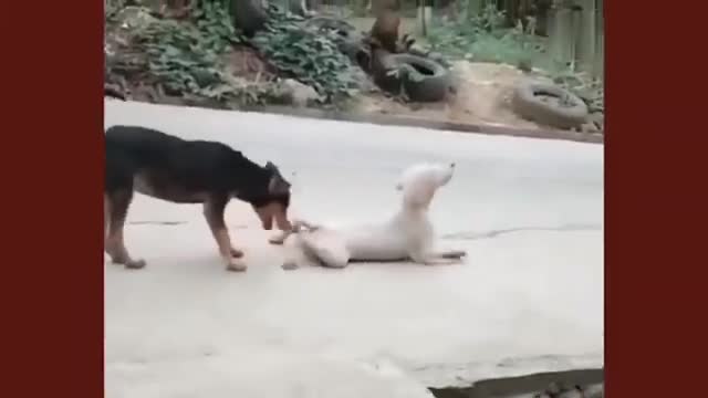 Puppy Playing With Duck In Front Of Camera