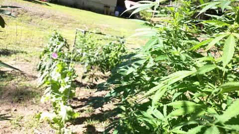 Jalipinos and weed
