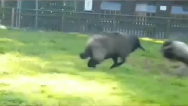 .🤣🤣🤣 so funny from tiktok @kokovirk6 #shorts