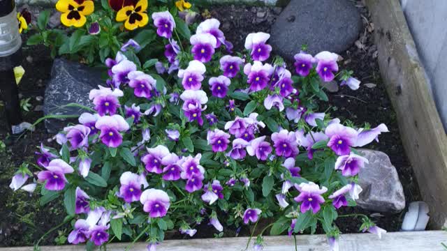 Flowers in garden