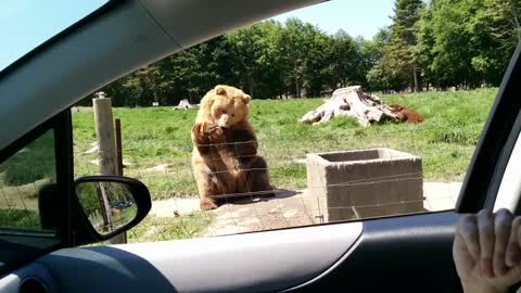 Awesome catch by bear Looks wonderful