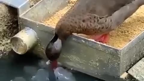 This lovely duck is feeding the fish! 😍😍