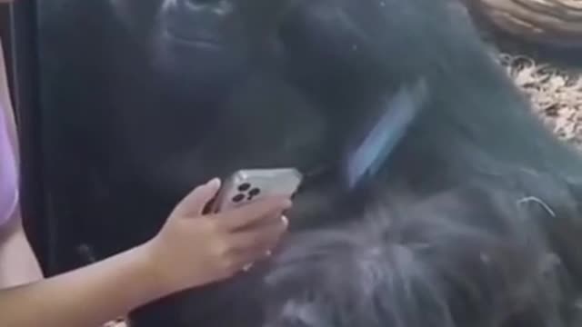 Try not to laugh funny animals 😹 #shorts