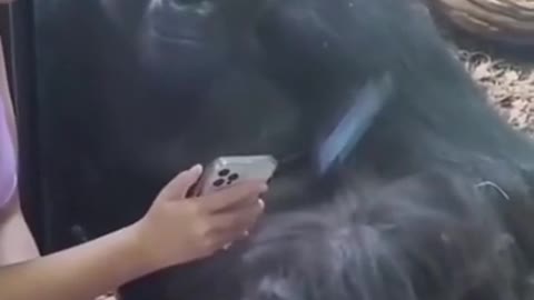 Try not to laugh funny animals 😹 #shorts