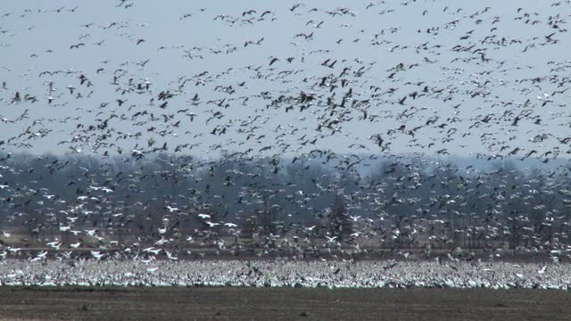 Snow Geese Migration - Reflections