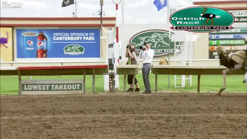 The most hilarious ostrich race