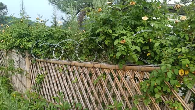 This wall is covered with flowers