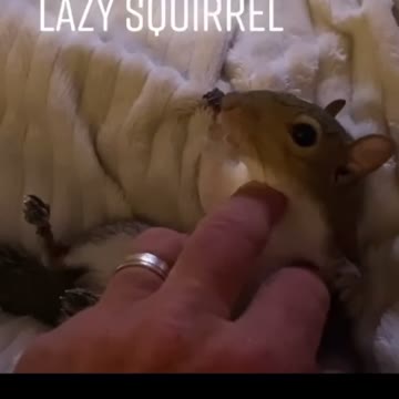 Lazy squirrel loves getting his belly rubbed