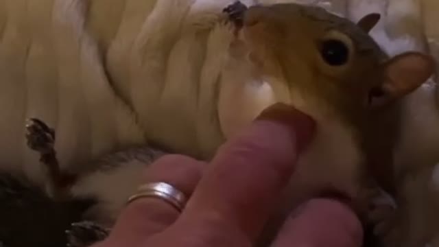 Lazy squirrel loves getting his belly rubbed