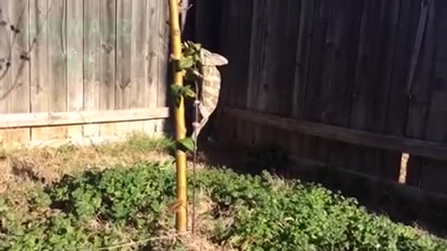 funny videos of crazy animals