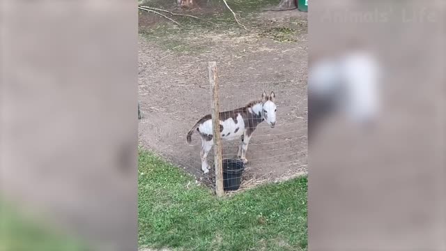 animal funny videos