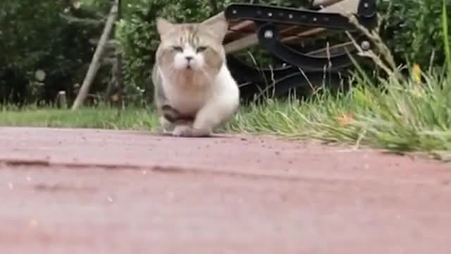 Chú mèo ú dễ thương quá trời nạ