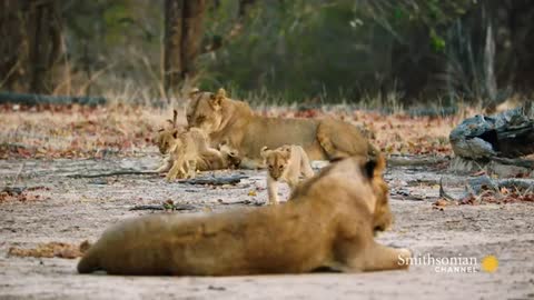 Cute little lion and mom