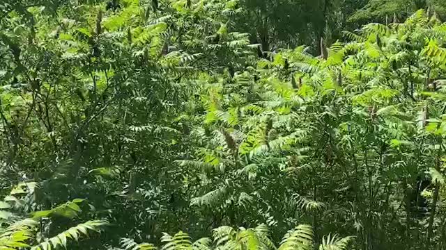 Lush green plants under blue sky