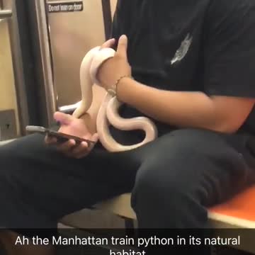 Guy curly hair subway white snake python