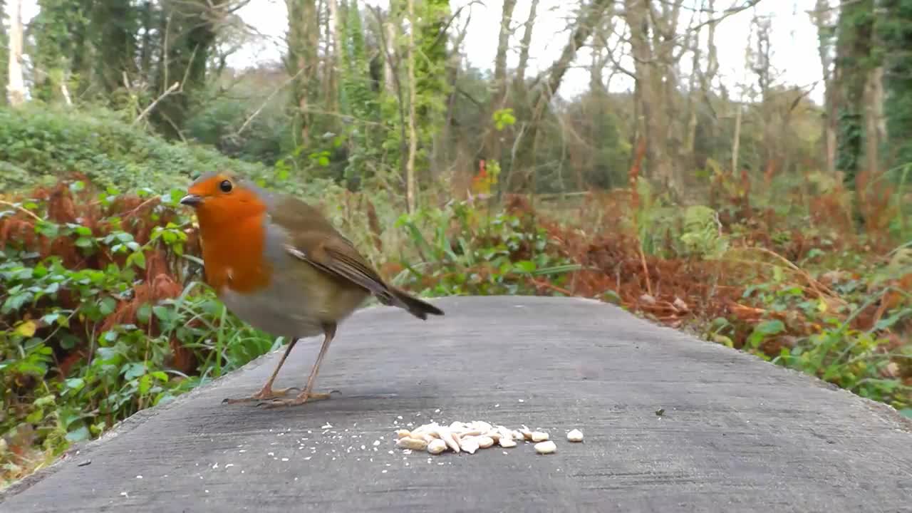 Videos for Cats to Watch - Birds and Squirrel Fun in December