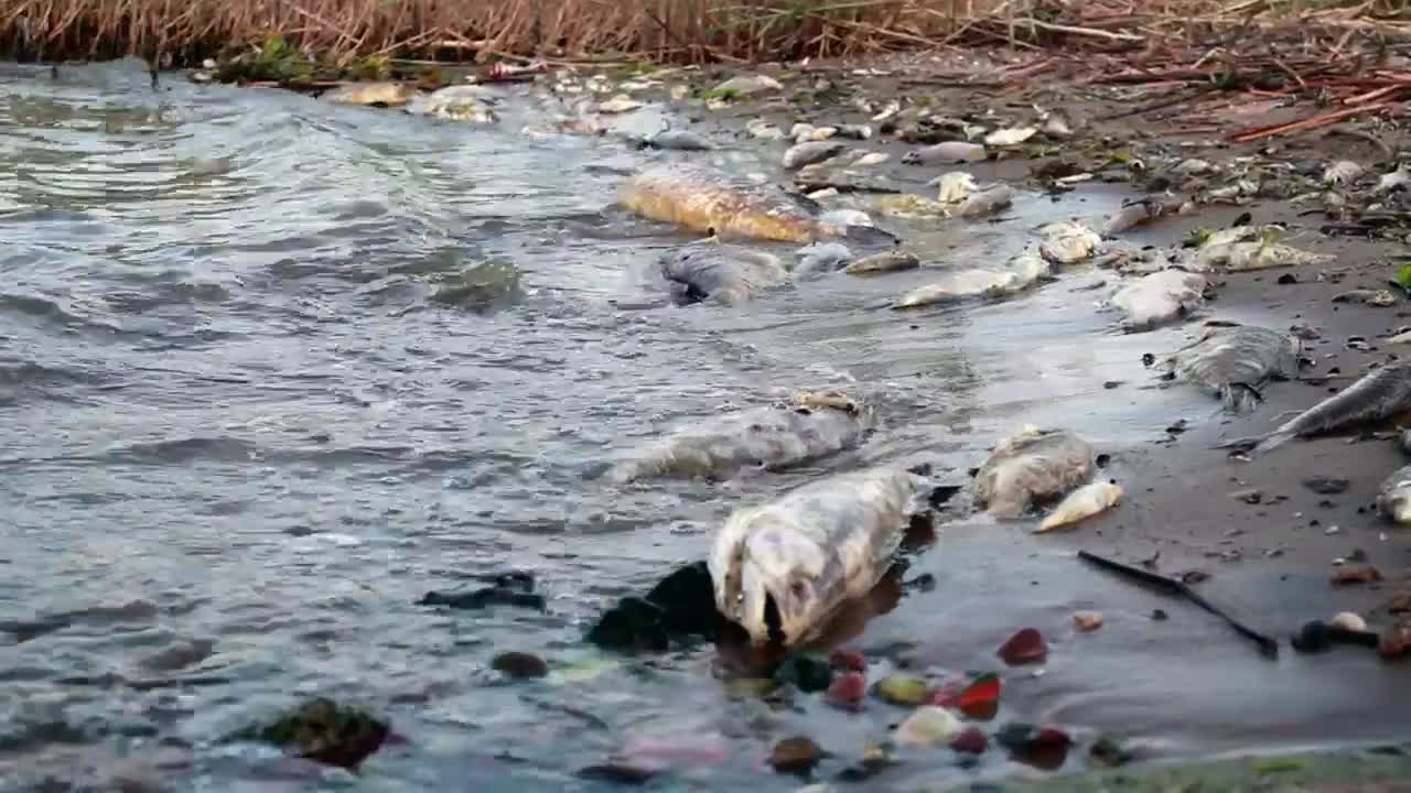 dead fish in a polluted shore