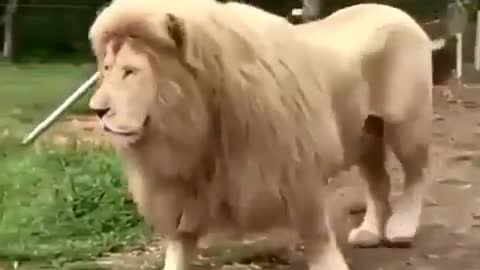 lion saying good mornig please watch funny video