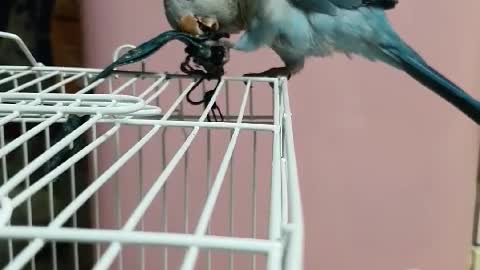 Parrot Cookie Playing With Toys