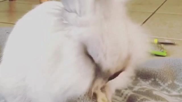 This rabbit loves to keep clean