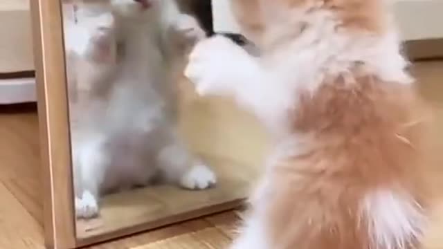The kitten looked in the mirror and started playing