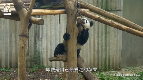 Panda funny video