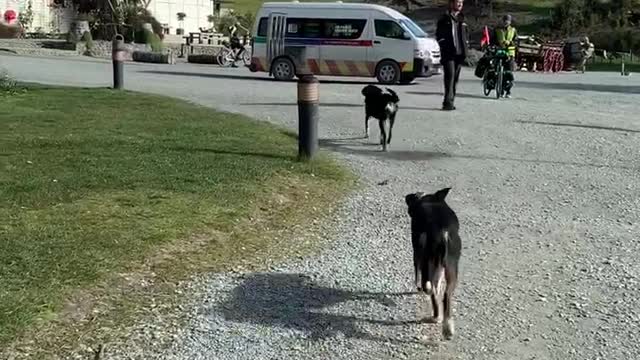 Smart NZ sheep dogs lead us where we go..♡