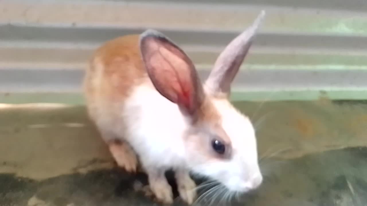 Cute 🐇Rabbit introduce Me |Look so pretty Oww