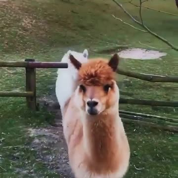 🤣🤣🤣 These cute little animals will dance the conga for them 🤣🤣🤣