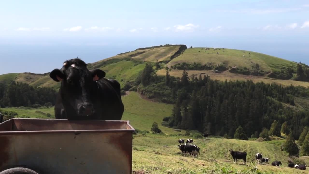 Cow drinking water with lush pastures and other cows behind pan