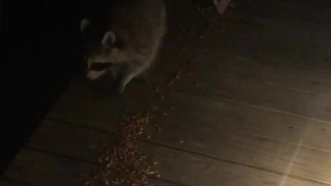 Two racoons and a possum eating seeds on wooden deck