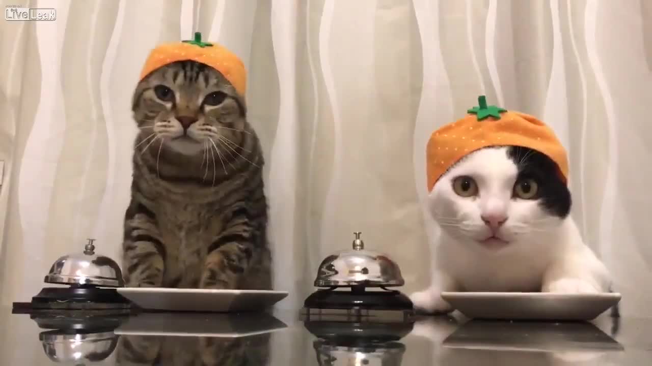 Cats asking their owner for food