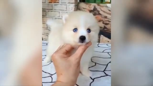 Cutest Teacup Puppies and Dogs video compilation