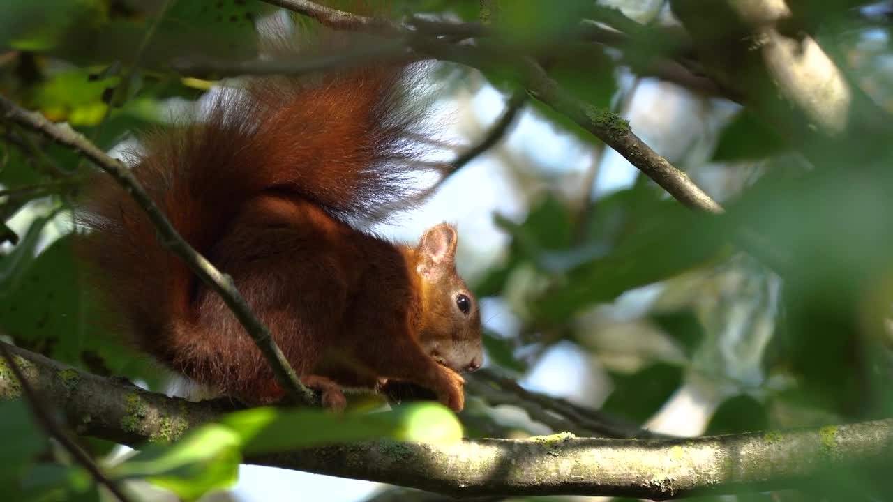 سنجاب جميل Beautiful squirrel